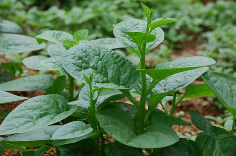 Sau sinh ăn rau mồng tơi được không? Nên kết hợp với thực phẩm nào? 3