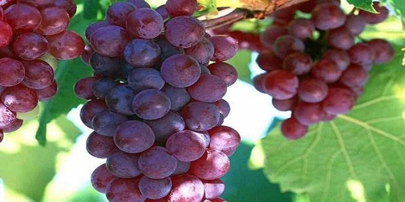 Những người không nên ăn nho để tránh ảnh hưởng sức khỏe 4
