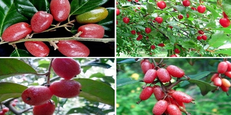 Quả nhót là quả gì? Công dụng bất ngờ ít người biết của quả nhót 2