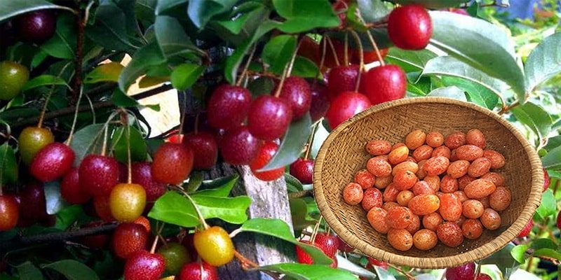 Quả nhót là quả gì? Công dụng bất ngờ ít người biết của quả nhót 3