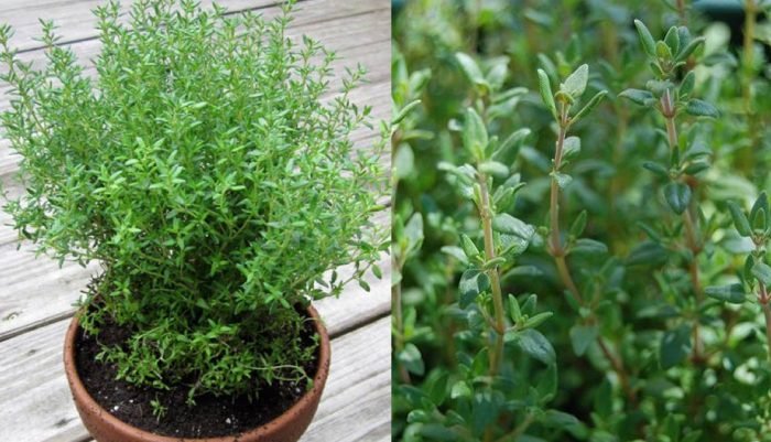 Tinh dầu xạ hương và những tác dụng hữu ích cho sức khoẻ mà bạn cần biết 1