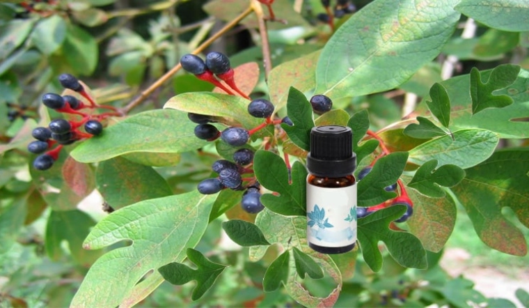 slug+Tinh dầu xá xị có tác dụng như thế nào với sức khỏe Và những lưu ý khi dùng (2).jpg