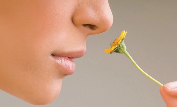 Các giác quan trên cơ thể người có chức năng gì? 4