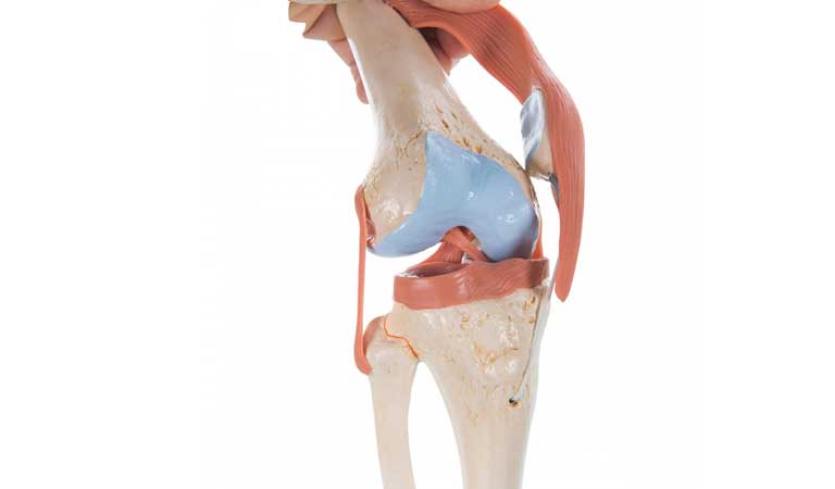 Các vấn đề thường gặp ở khớp gối 1