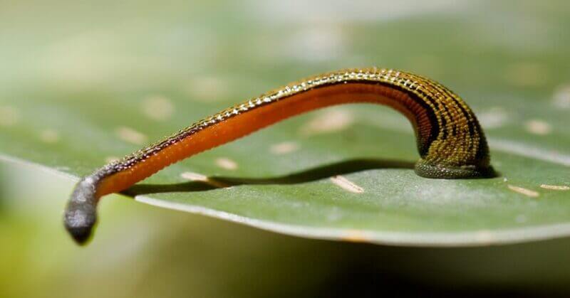 Cách xử trí khi bị con vắt hút máu-1