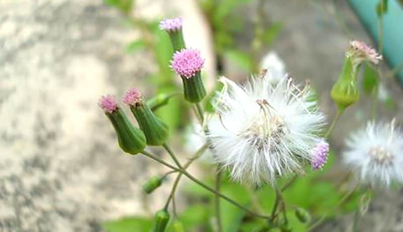 Cây rau má lá rau muống và những công dụng bất ngờ 2