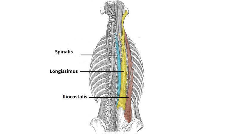 Cơ dựng sống là gì? Có chức năng gì với cơ thể? 1