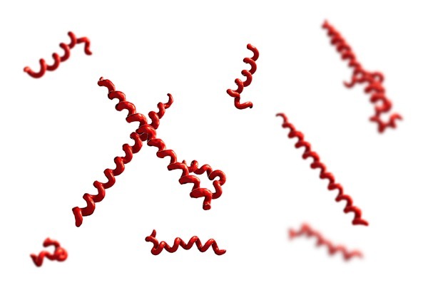 dac-diem-cua-xoan-khuan-giang-mai 1.jpg