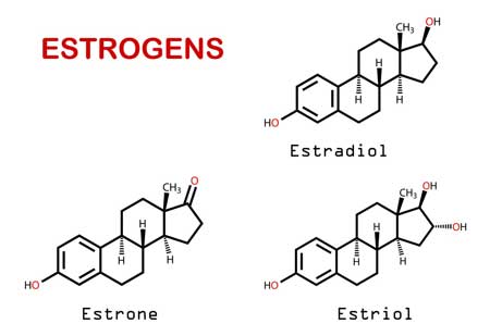 Ơstrogen được sinh ra ở đâu? Các loại ơstrogen chính 3