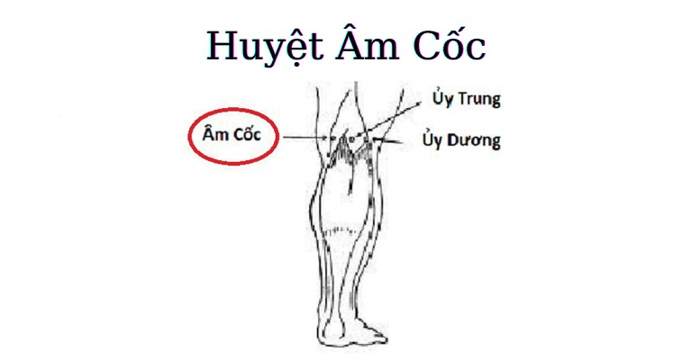 Huyệt Âm Cốc là gì? Chức năng của huyệt Âm Cốc trong cơ thể