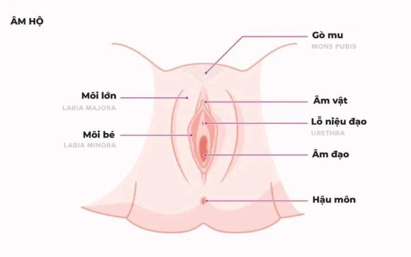 Môi âm hộ và những thông tin phái đẹp nên biết 2