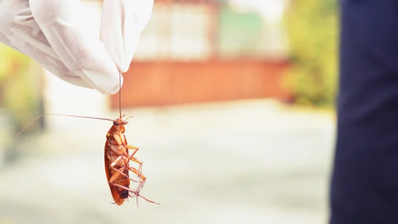 Dưới đây là một số cách triệt tiêu gián hiệu quả 4