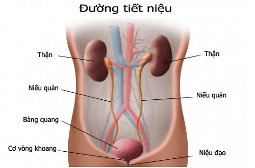 Cách nhận biết điểm đau niệu quản 1