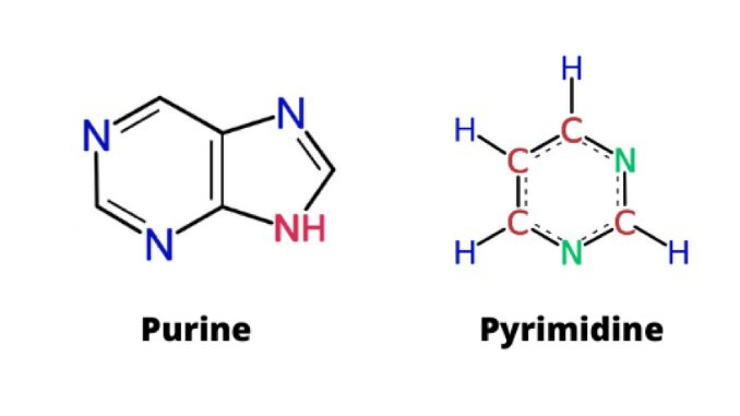Purine là gì? Pyrimidine là gì? Tổng quan về rối loạn chuyển hóa Purine và Pyrimidine 1