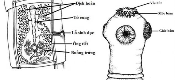 Sán dây bò là gì? Những vấn đề cần biết, phương pháp điều trị và phòng ngừa bệnh Sán dây bò 2.jpg
