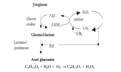 Sơ đồ chuyển hóa glucose thành axit gluconic bởi A. niger