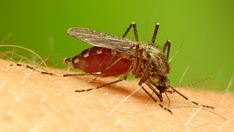 Sốt rét uống panadol có được không? Những điều cần biết 1