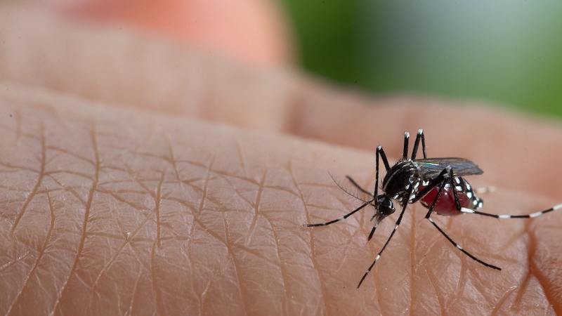 Sốt xuất huyết lần 3 có nguy hiểm không và cách phòng ngừa 1