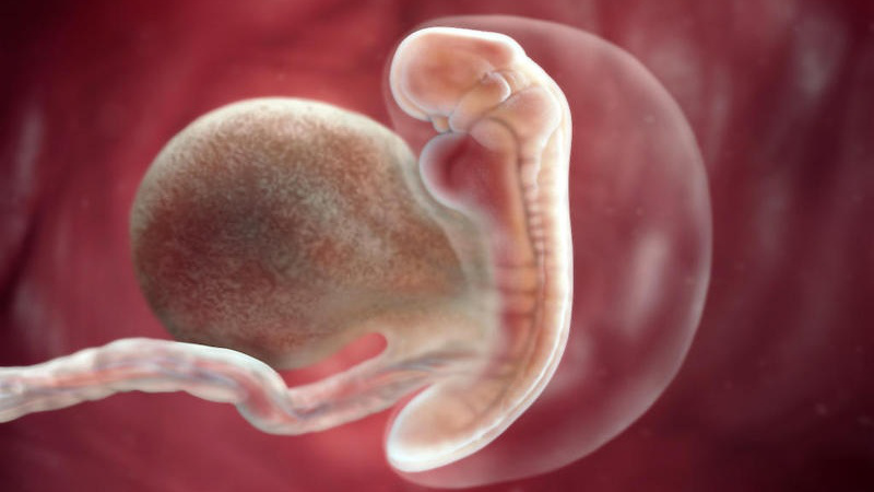 Sự phát triển của thai 4 tuần tuổi và những thay đổi trong cơ thể mẹ bầu 1