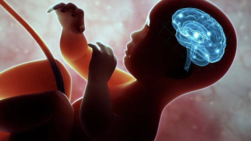 su-phat-trien-nao-bo-cua-thai-nhi 1