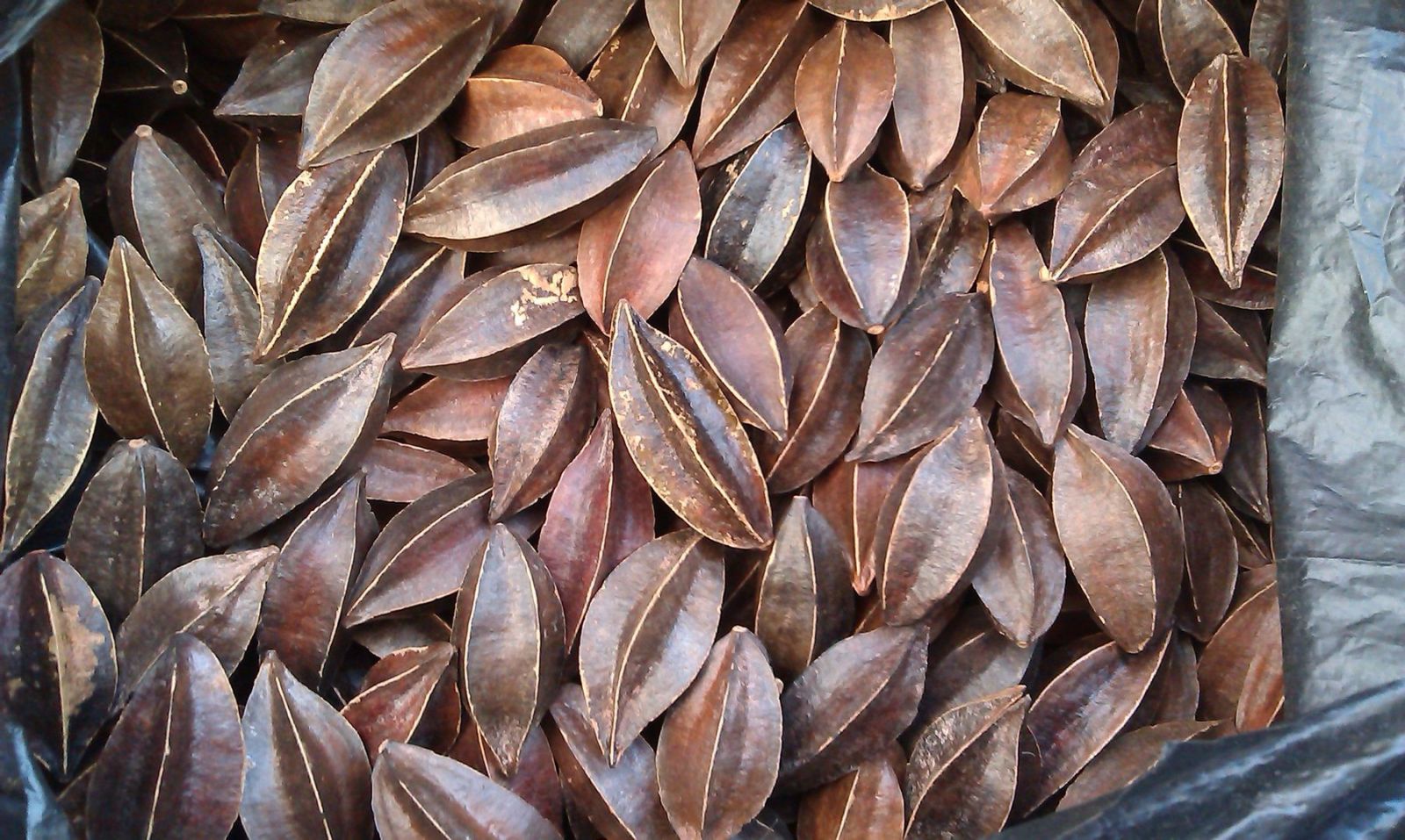 nhân hạt sử quân tử