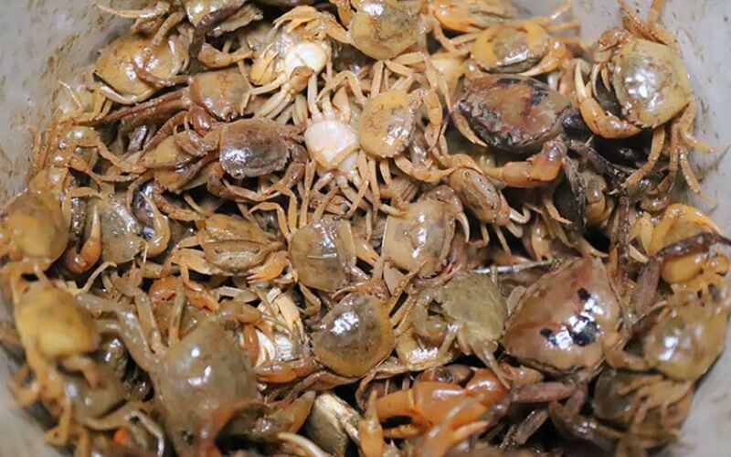 Sự thật cua đồng ngâm rượu chữa bệnh xương khớp có hiệu quả không?