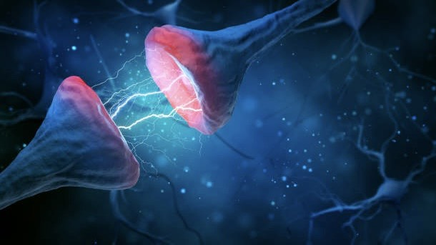 synapse-la-gi-diem-giao-thoa-dieu-ky-cua-he-than-kinh 2