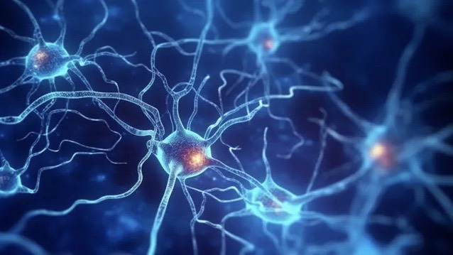 synapse-la-gi-diem-giao-thoa-dieu-ky-cua-he-than-kinh 3