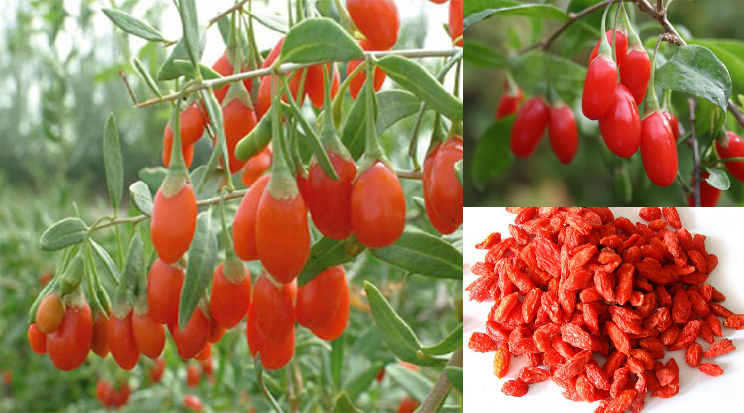 câu kỷ tử chữa bệnh