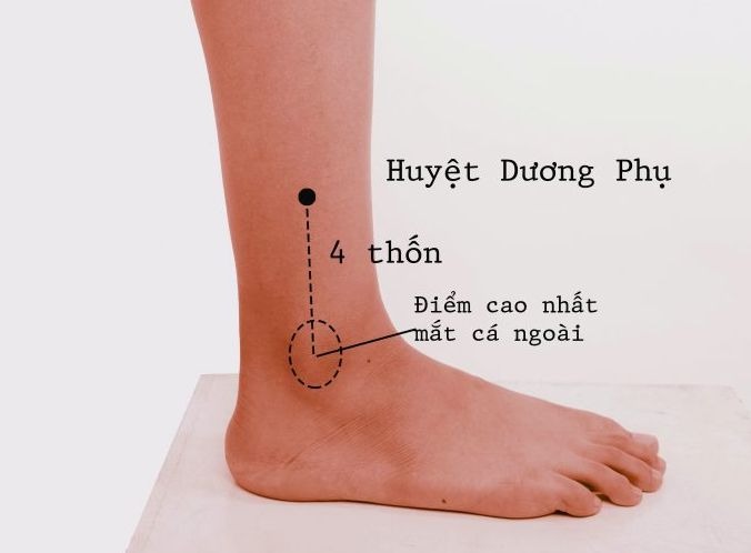 Tác dụng của huyệt Dương Phụ có thể bạn chưa biết 1