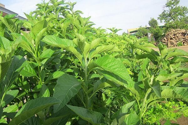 Tác dụng của lá cây mật gấu trị tiểu đường