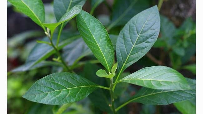 Tác dụng của lá cây mật gấu trị tiểu đường 2