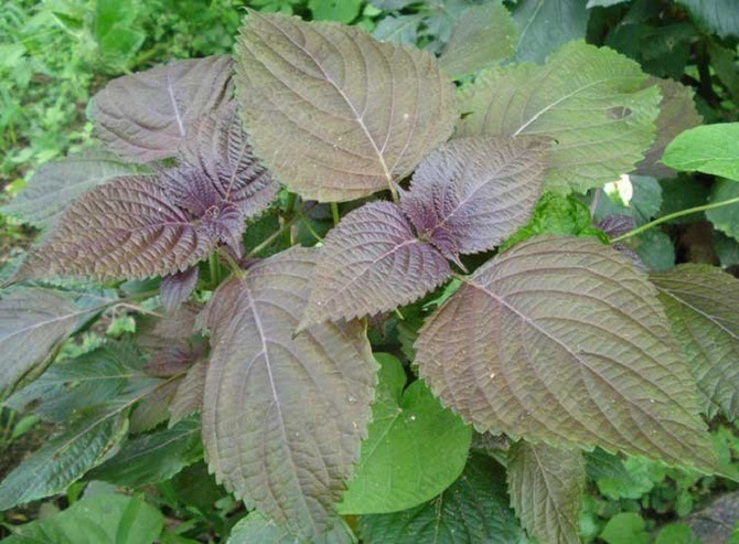 Tác dụng của lá tía tô với xương khớp sẽ làm bạn bất ngờ