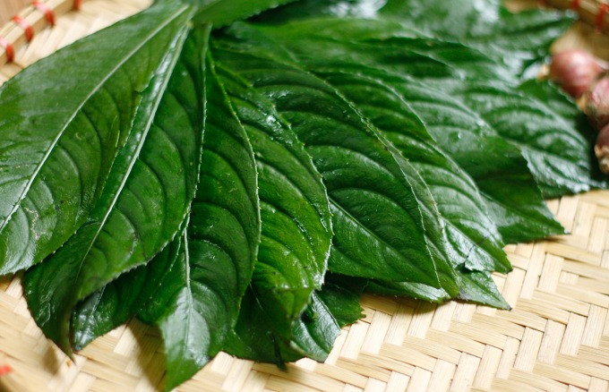 Tác dụng của lá xương sông chữa cao huyết áp 1