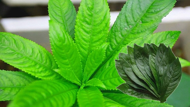 Tác dụng của lá xương sông chữa cao huyết áp 2