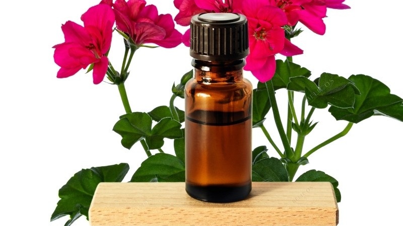 Tác dụng của tinh dầu phong lữ là gì? 3