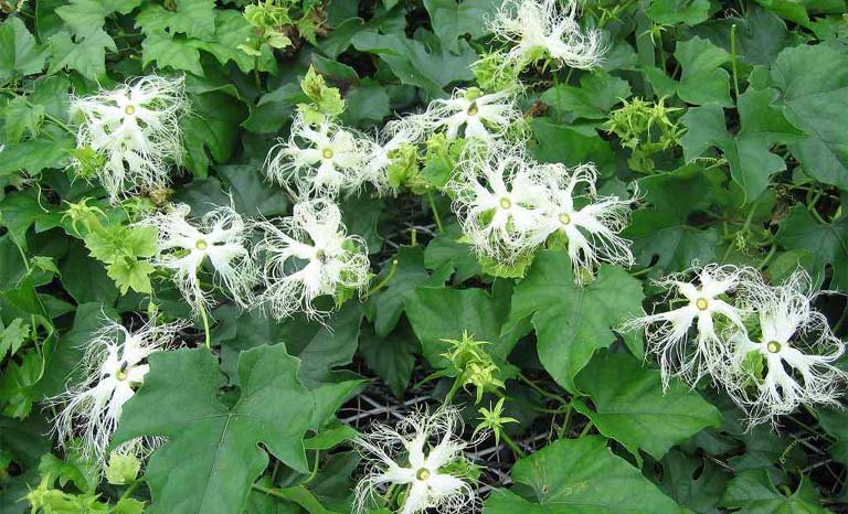 Tác dụng tiềm ẩn của thiên hoa phấn đối với sức khỏe 1