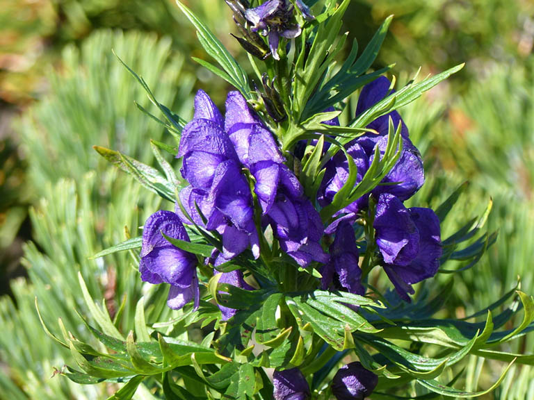 Tác dụng tiềm ẩn của thiên hoa phấn đối với sức khỏe 4