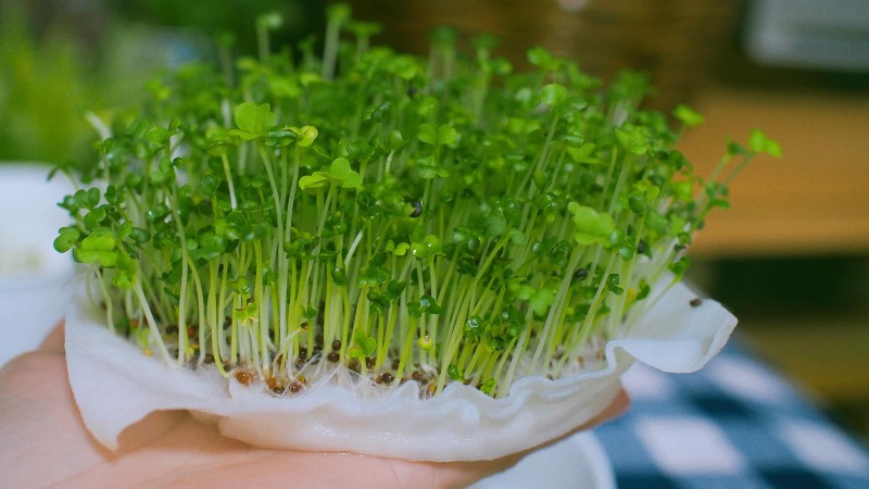 Tại sao bà bầu không nên ăn rau mầm? Các loại rau tốt cho sức khỏe thai kỳ? 1