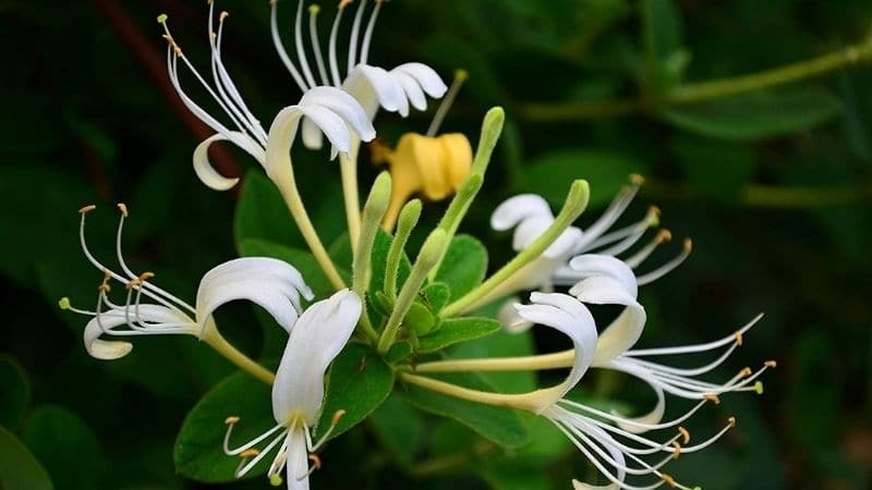 Tắm lá kim ngân có tác dụng gì? Cách sử dụng hiệu quả 1