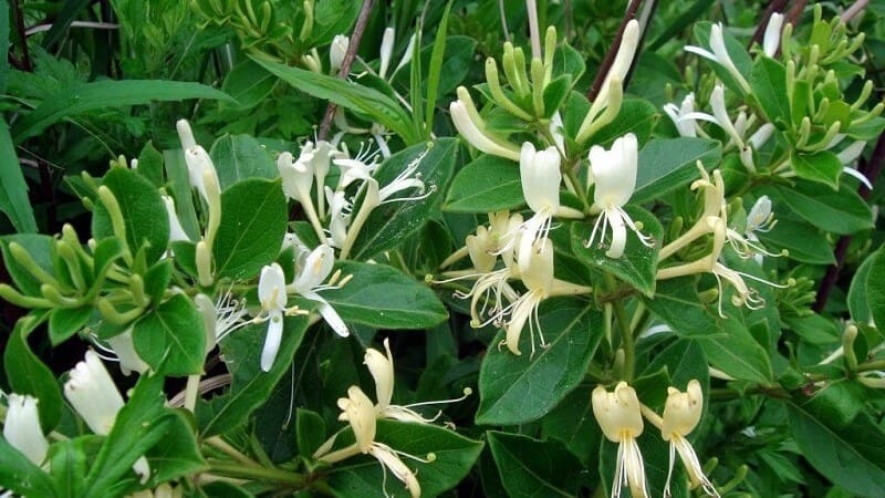 Tắm lá kim ngân có tác dụng gì? Cách sử dụng hiệu quả 2