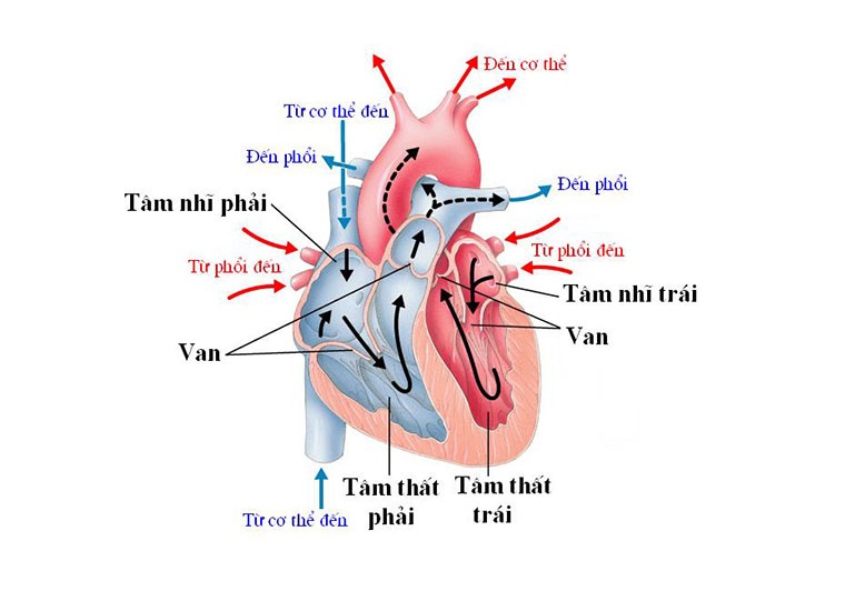 Tâm nhĩ là gì? Các bệnh lý thường gặp ở tâm nhĩ 1