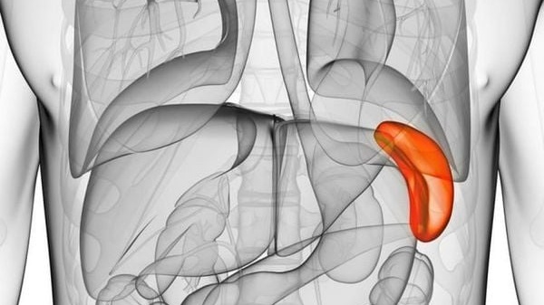 Tạng tỳ là gì? Chức năng của tạng tỳ? Cách bệnh thường gặp ở tạng tỳ 2