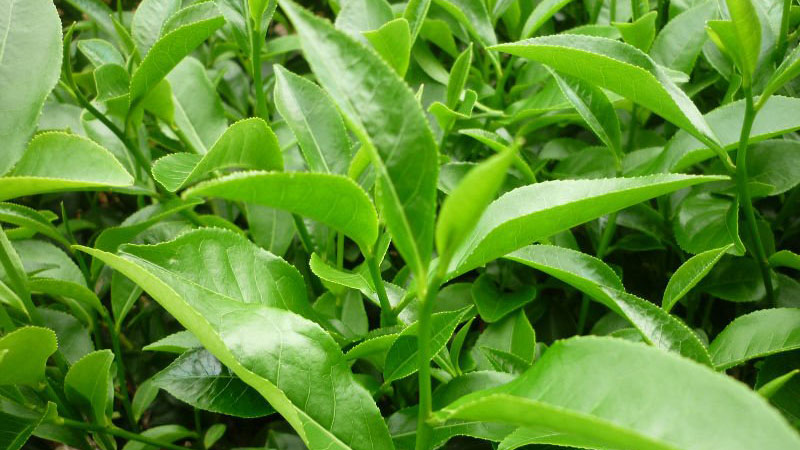 Tannin trong trà là chất gì? Lợi ích sức khỏe và tác dụng phụ cần lưu ý 1