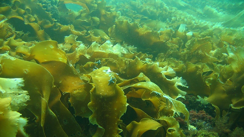 Tảo fucoidan xanh có tác dụng gì? Ai nên dùng tảo fucoidan xanh? 1