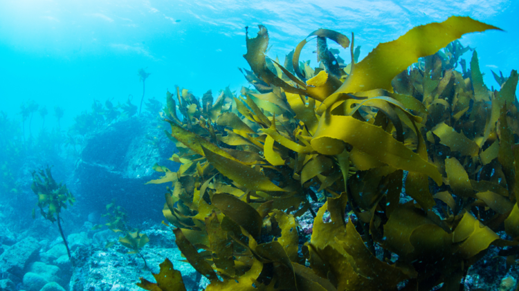 Tảo fucoidan xanh có tác dụng gì? Ai nên dùng tảo fucoidan xanh? 2