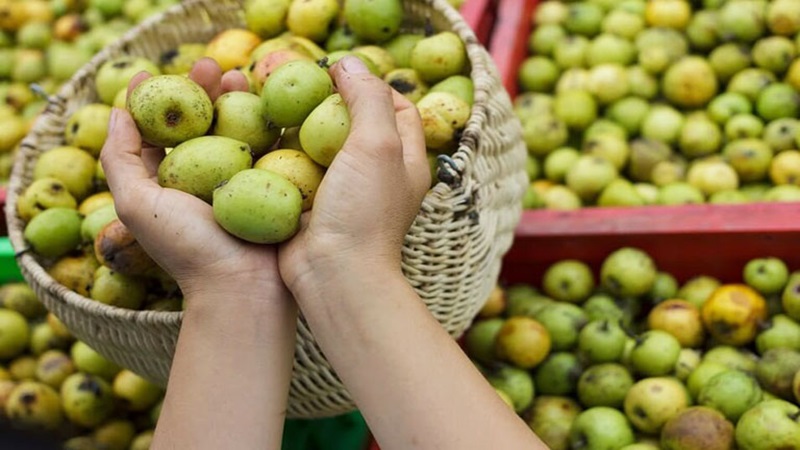 Táo mèo: Đặc điểm sinh học, lợi ích, cách dùng và một số lưu ý 4