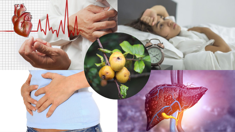 Táo mèo: Đặc điểm sinh học, lợi ích, cách dùng và một số lưu ý 5