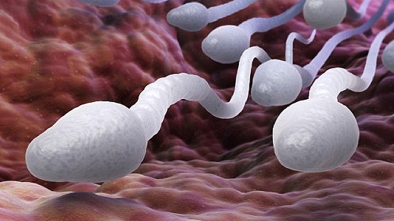 Tất tần tật những điều cần biết về việc xin tinh trùng 1