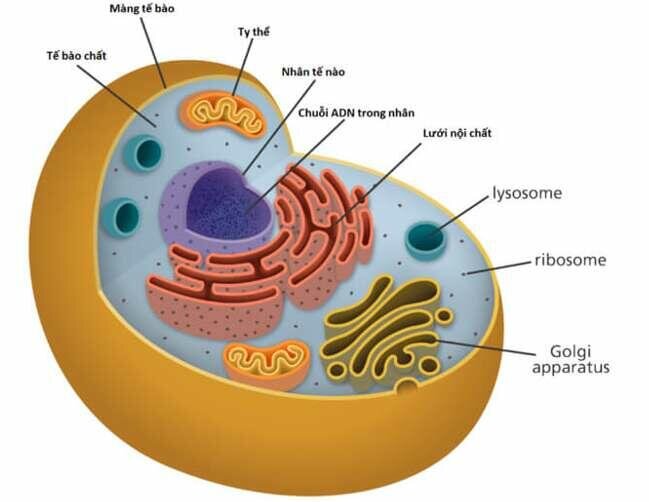 te-bao-dai-nhat-trong-co-the-nguoi-la-te-bao-nao 2.jpg